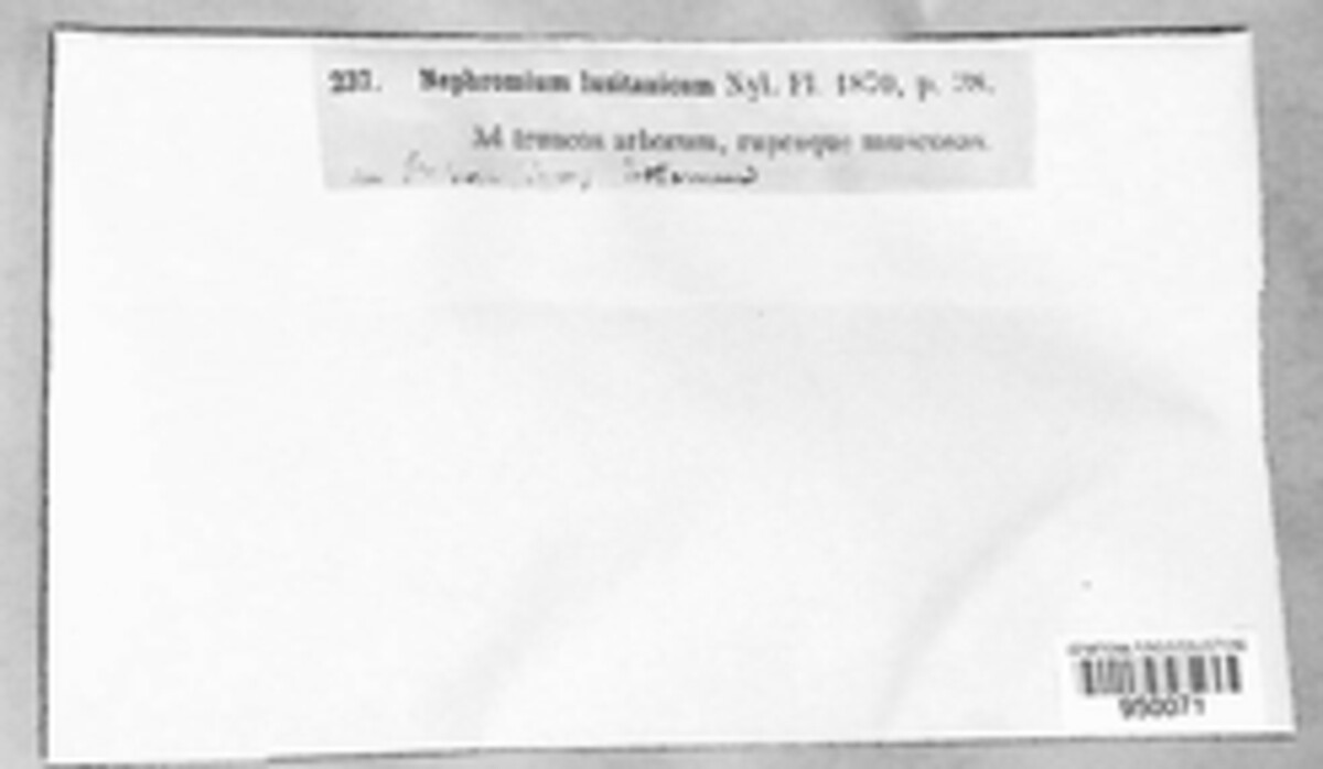 Nephroma laevigatum image